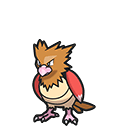Spearow