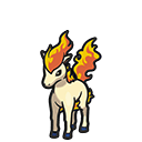 Ponyta